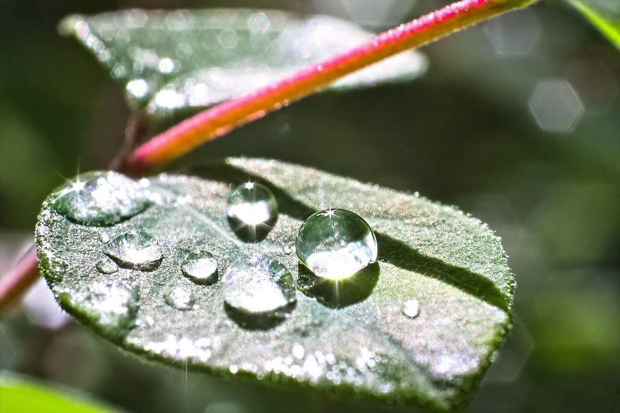 Drops On A Small Leaf, 2013