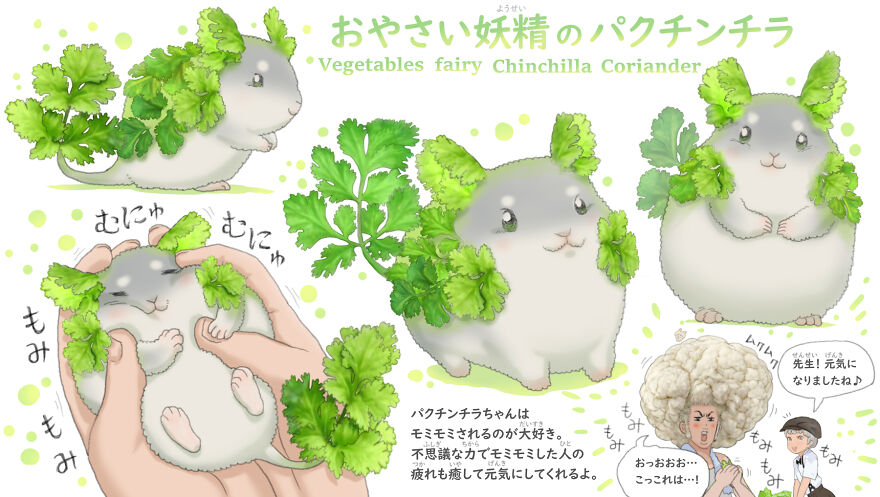 Coriander Chinchilla