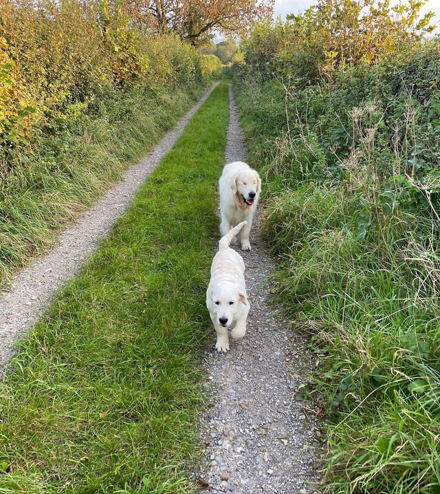 Little Golden Retriever Puppy Becomes A Guide For A Blind Dog (28 Pics)
