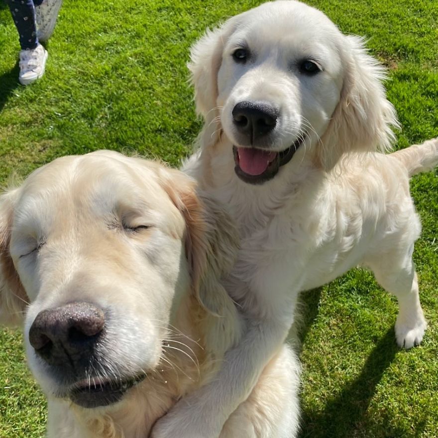 Little Golden Retriever Puppy Becomes A Guide For A Blind Dog (28 Pics) Little Golden Retriever Puppy Becomes A Guide For A Blind Dog (28 Pics)