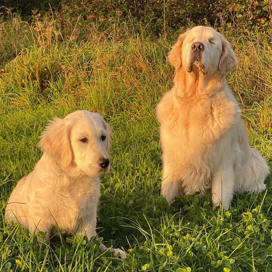 Little Golden Retriever Puppy Becomes A Guide For A Blind Dog (28 Pics) Little Golden Retriever Puppy Becomes A Guide For A Blind Dog (28 Pics)