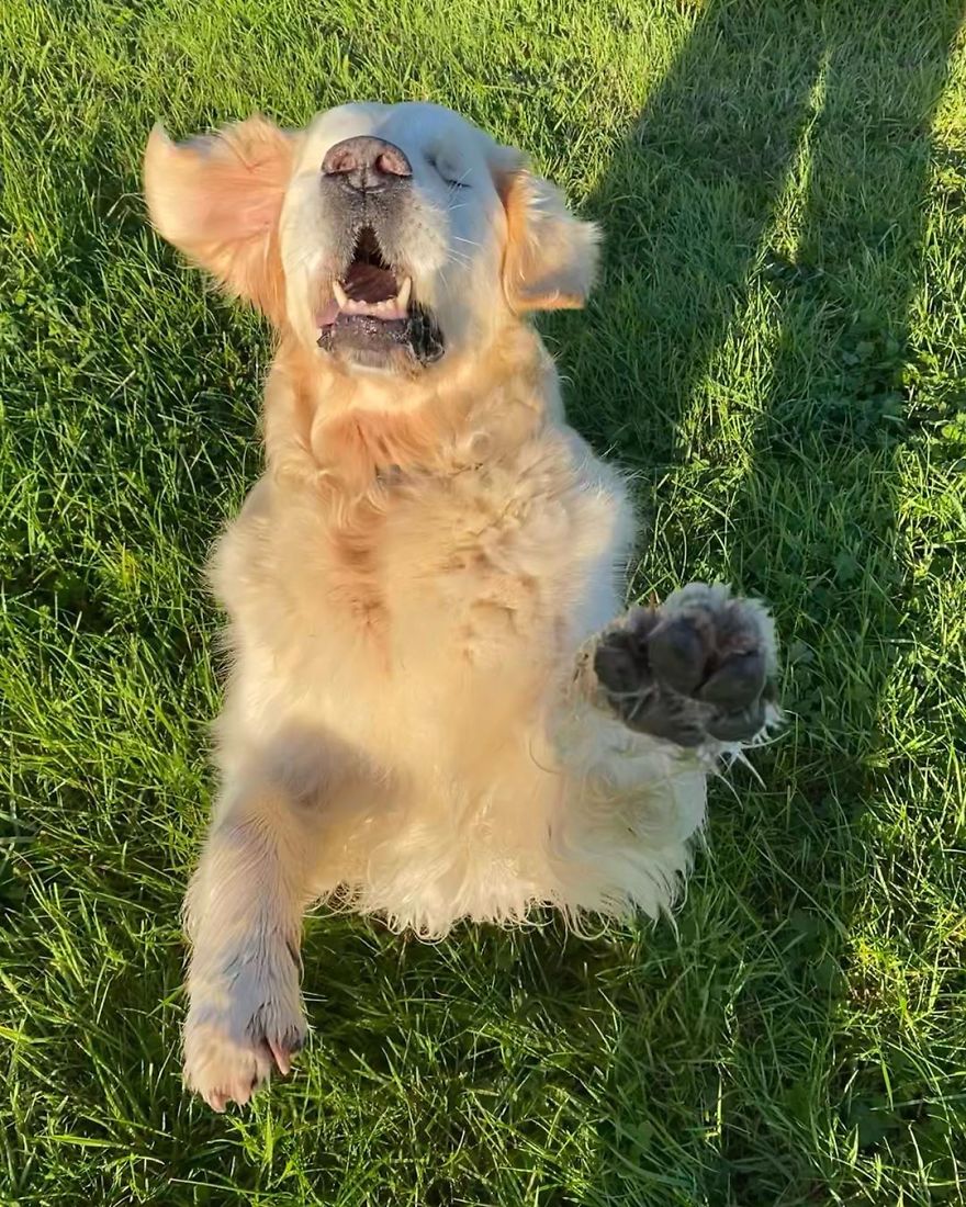 Little Golden Retriever Puppy Becomes A Guide For A Blind Dog (28 Pics)
