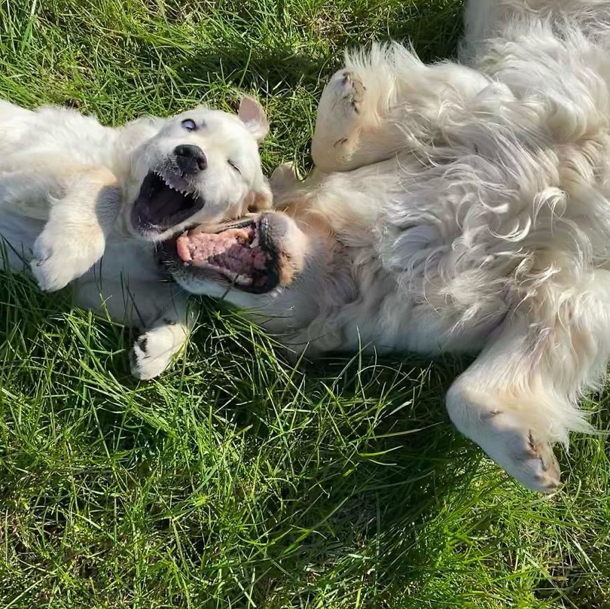 Little Golden Retriever Puppy Becomes A Guide For A Blind Dog (28 Pics)