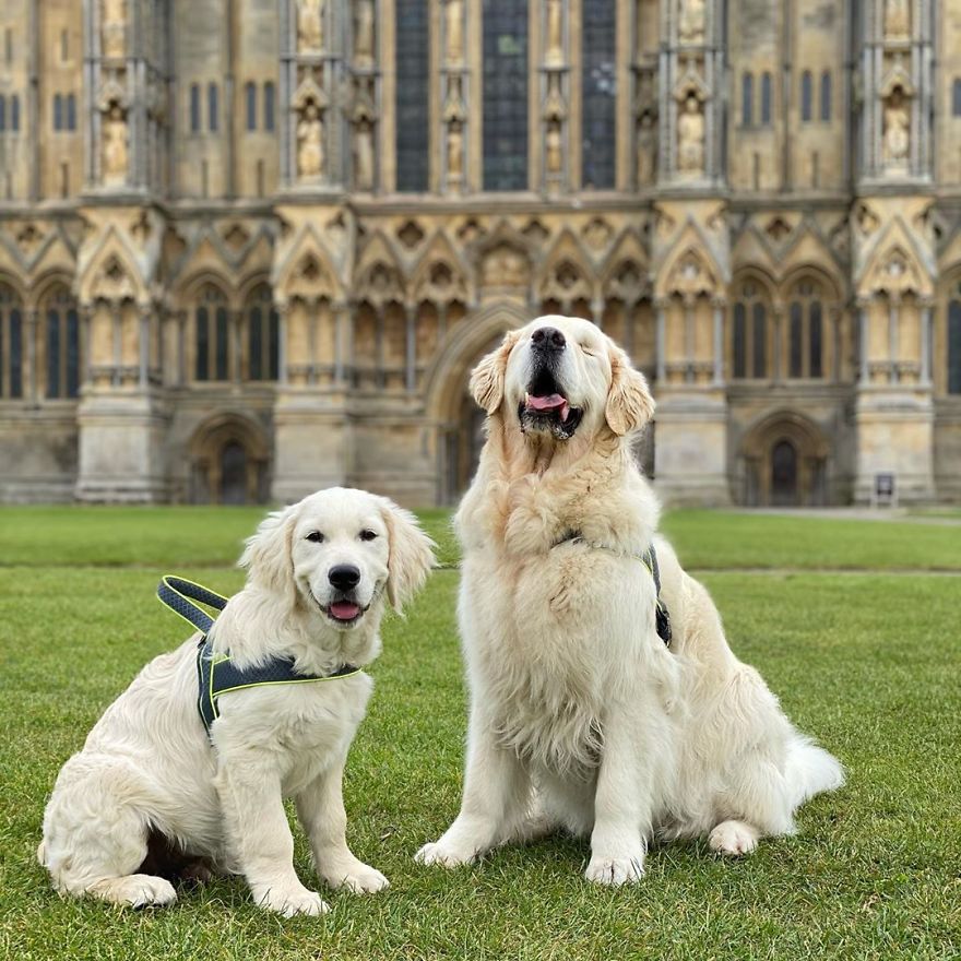 Little Golden Retriever Puppy Becomes A Guide For A Blind Dog (28 Pics)