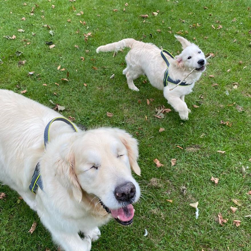 Little Golden Retriever Puppy Becomes A Guide For A Blind Dog (28 Pics)