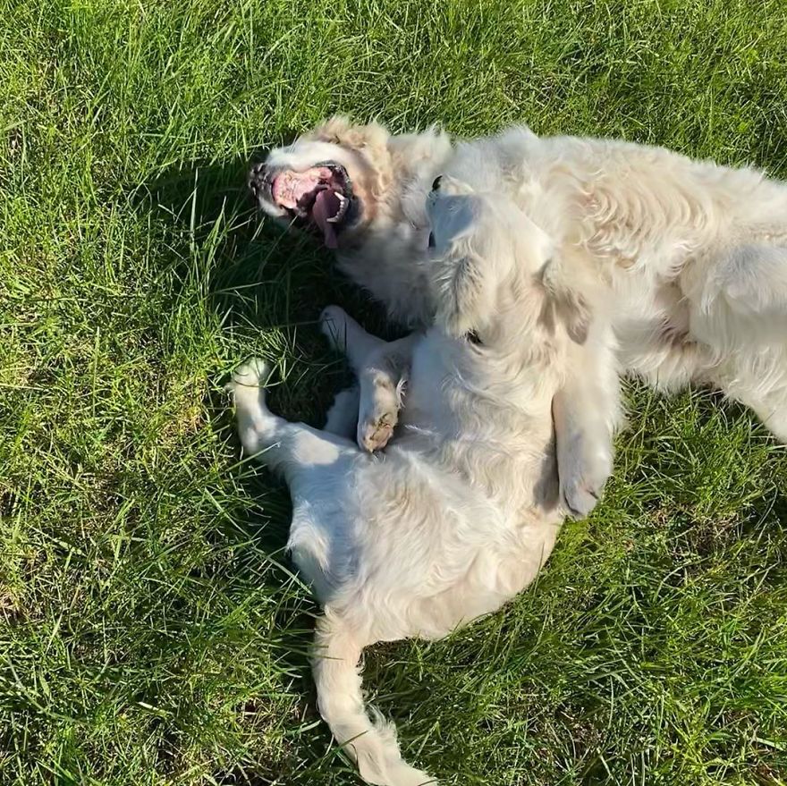 Little Golden Retriever Puppy Becomes A Guide For A Blind Dog (28 Pics)