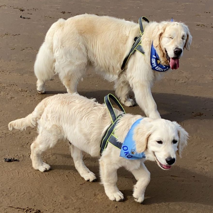 Little Golden Retriever Puppy Becomes A Guide For A Blind Dog (28 Pics)