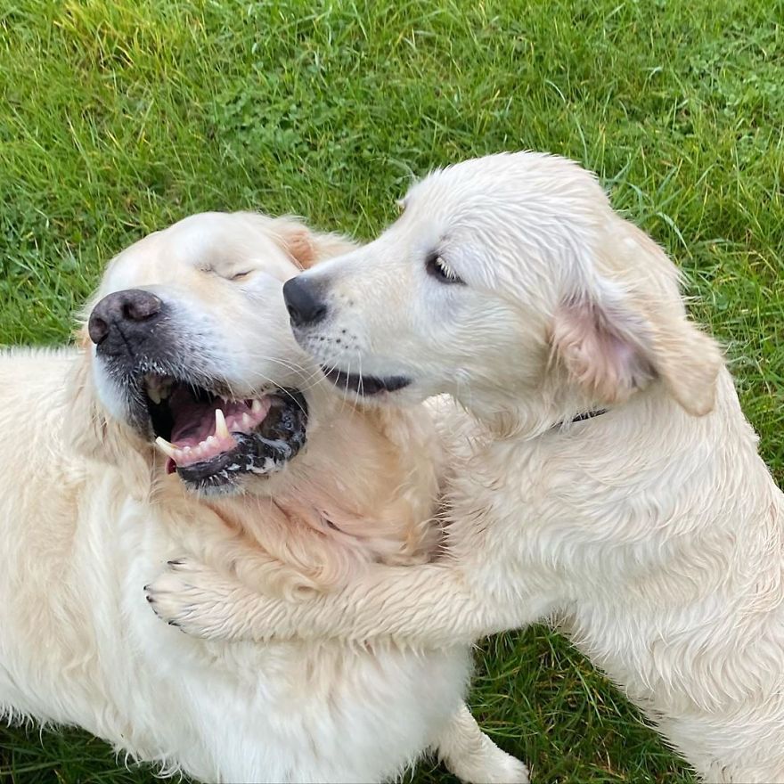 Little Golden Retriever Puppy Becomes A Guide For A Blind Dog (28 Pics)
