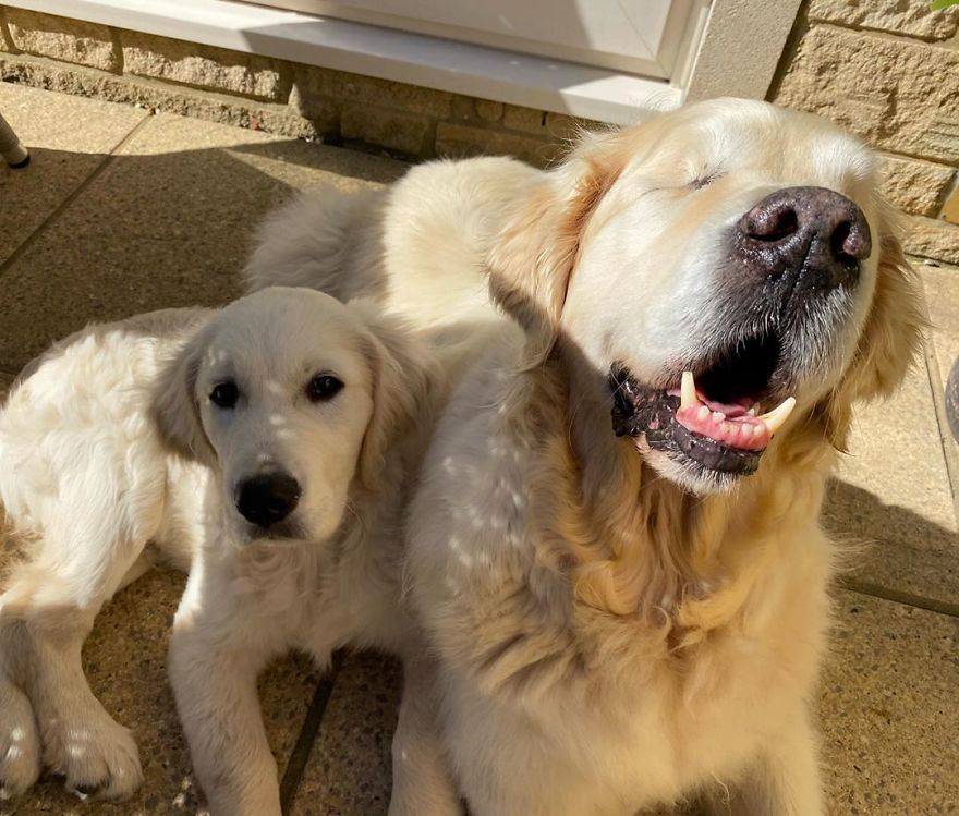 Little Golden Retriever Puppy Becomes A Guide For A Blind Dog (28 Pics) Little Golden Retriever Puppy Becomes A Guide For A Blind Dog (28 Pics)
