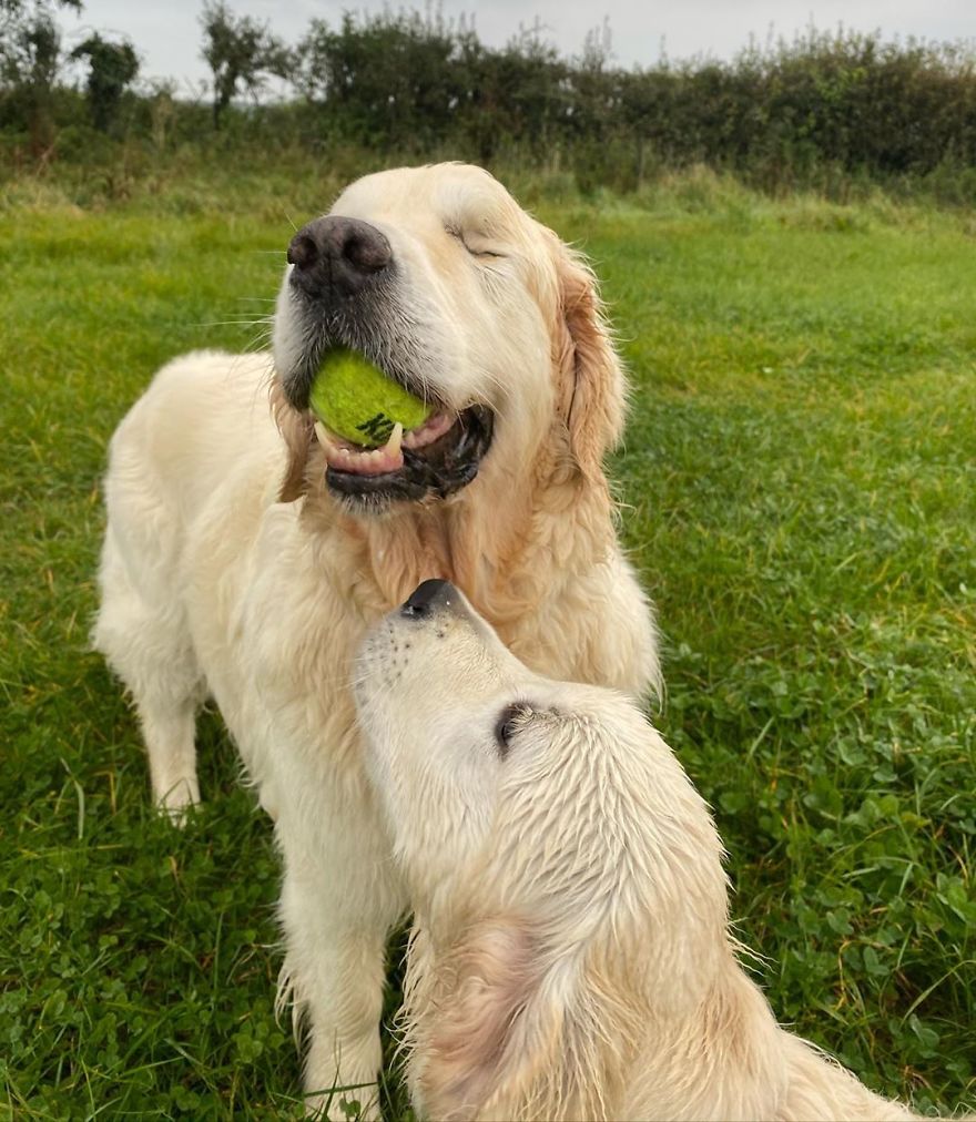 Little Golden Retriever Puppy Becomes A Guide For A Blind Dog (28 Pics)