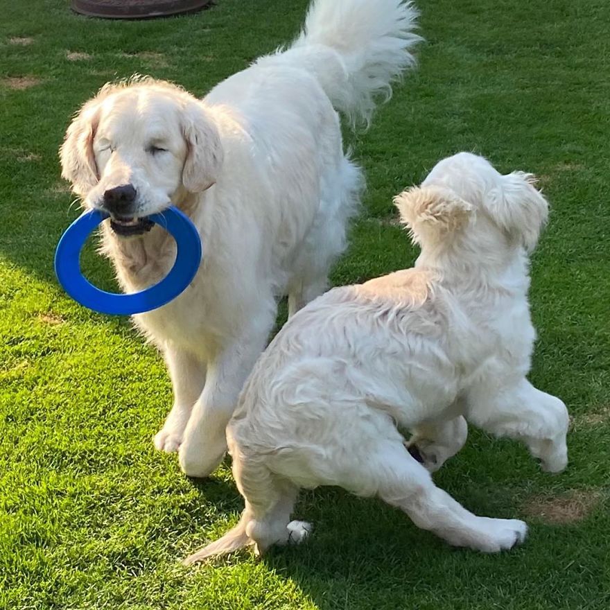 Little Golden Retriever Puppy Becomes A Guide For A Blind Dog (28 Pics)