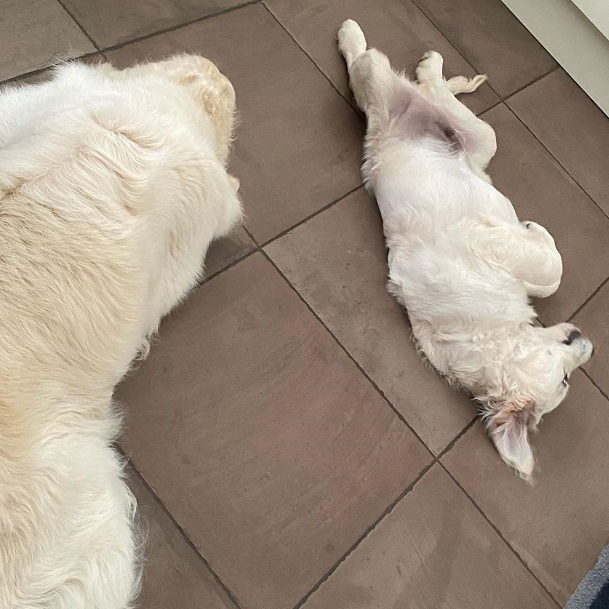 Little Golden Retriever Puppy Becomes A Guide For A Blind Dog (28 Pics) Little Golden Retriever Puppy Becomes A Guide For A Blind Dog (28 Pics)