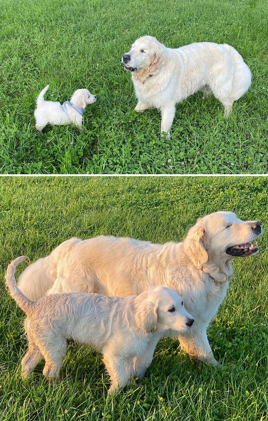Little Golden Retriever Puppy Becomes A Guide For A Blind Dog (28 Pics) Little Golden Retriever Puppy Becomes A Guide For A Blind Dog (28 Pics)