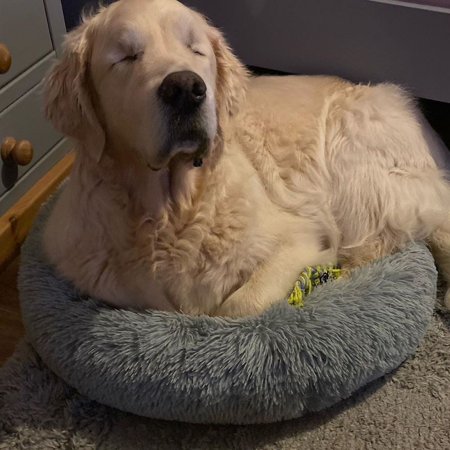 Little Golden Retriever Puppy Becomes A Guide For A Blind Dog (28 Pics)