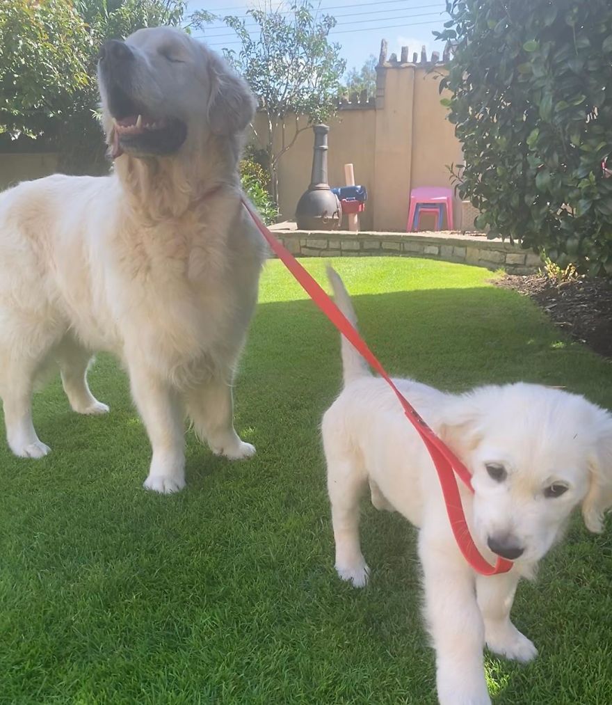 Little Golden Retriever Puppy Becomes A Guide For A Blind Dog (28 Pics) Little Golden Retriever Puppy Becomes A Guide For A Blind Dog (28 Pics)