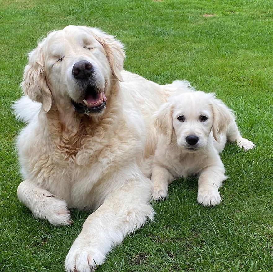 Little Golden Retriever Puppy Becomes A Guide For A Blind Dog (28 Pics)