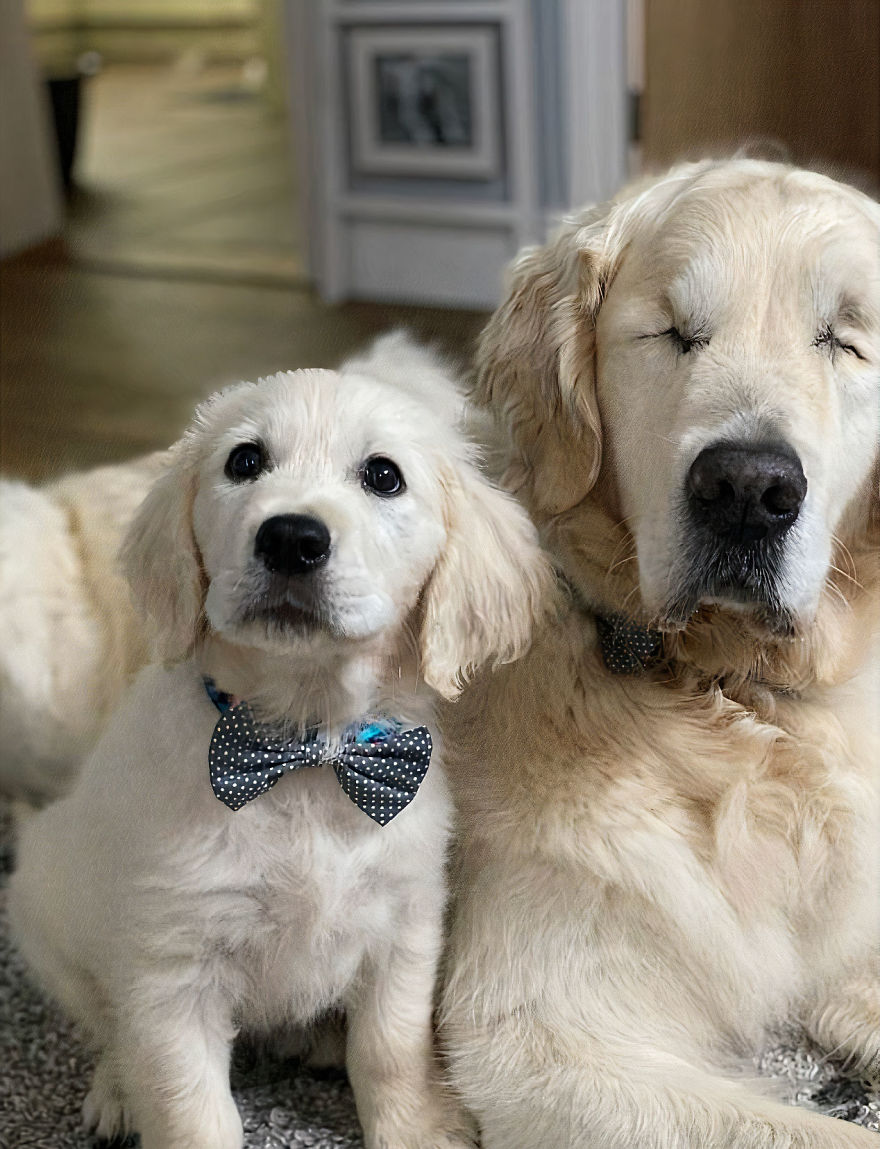 Little Golden Retriever Puppy Becomes A Guide For A Blind Dog (28 Pics)