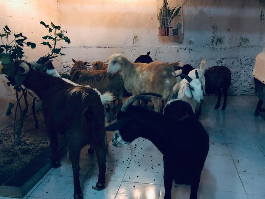  Man Brings 300 Stray Animals To His Home, Protects Them From Hurricane Delta