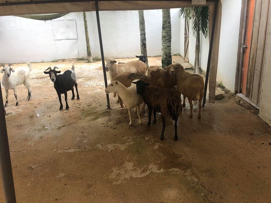 Man Brings 300 Stray Animals To His Home, Protects Them From Hurricane Delta Man Brings 300 Stray Animals To His Home, Protects Them From Hurricane Delta