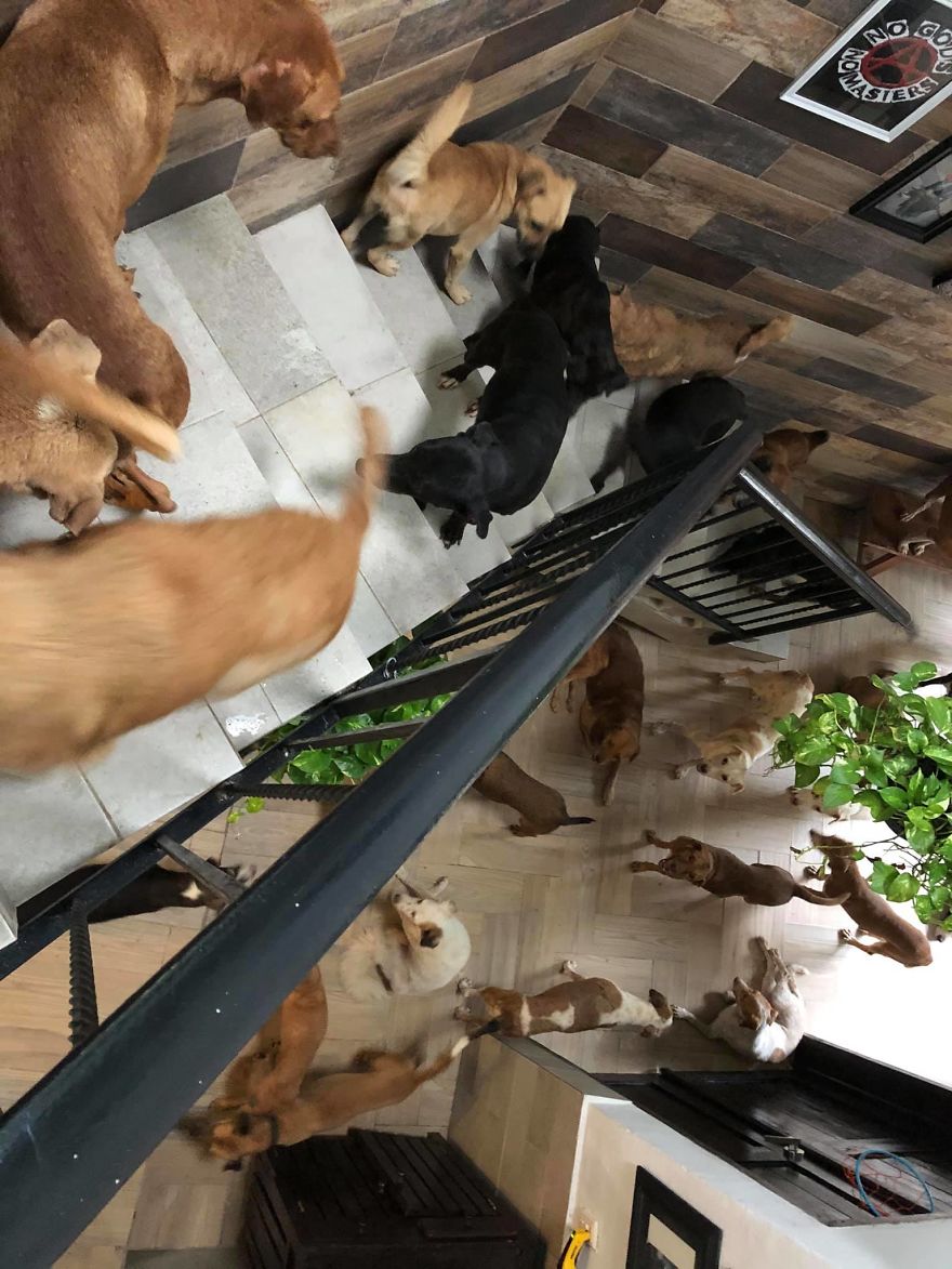  Man Brings 300 Stray Animals To His Home, Protects Them From Hurricane Delta