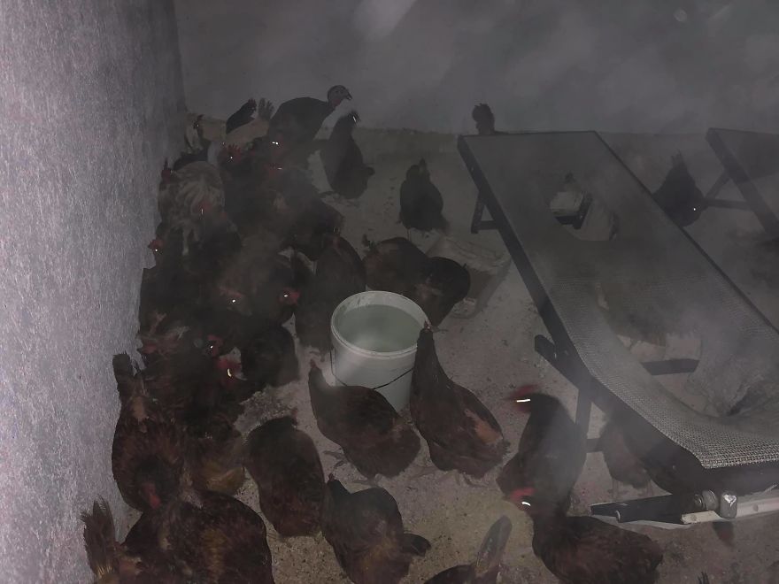 Man Brings 300 Stray Animals To His Home, Protects Them From Hurricane Delta Man Brings 300 Stray Animals To His Home, Protects Them From Hurricane Delta