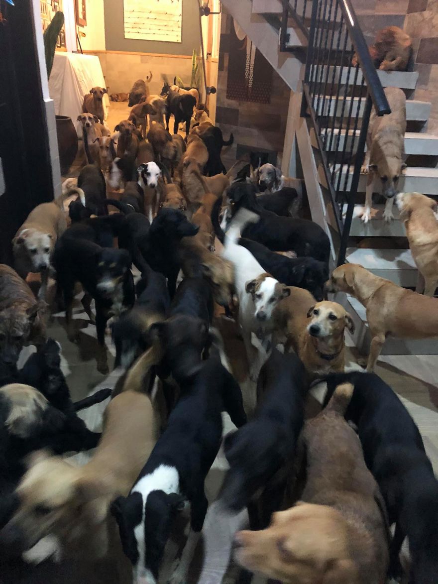 Man Brings 300 Stray Animals To His Home, Protects Them From Hurricane Delta Man Brings 300 Stray Animals To His Home, Protects Them From Hurricane Delta