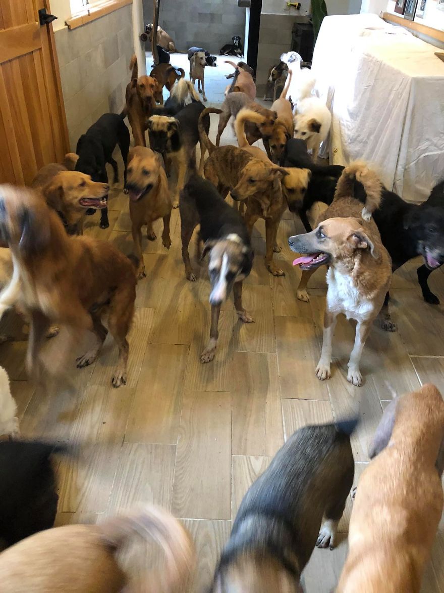 Man Brings 300 Stray Animals To His Home, Protects Them From Hurricane Delta Man Brings 300 Stray Animals To His Home, Protects Them From Hurricane Delta