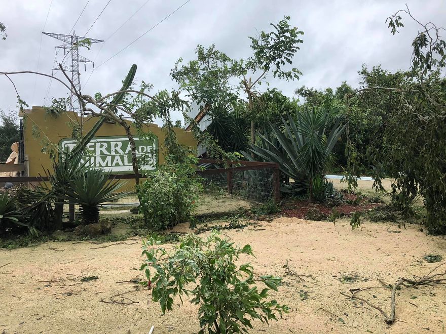 Man Brings 300 Stray Animals To His Home, Protects Them From Hurricane Delta Man Brings 300 Stray Animals To His Home, Protects Them From Hurricane Delta