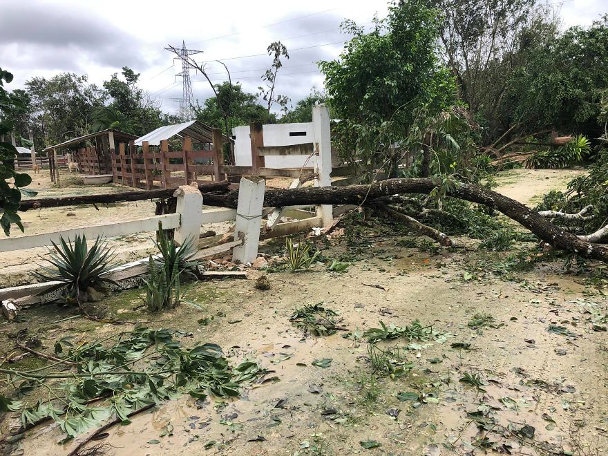  Man Brings 300 Stray Animals To His Home, Protects Them From Hurricane Delta