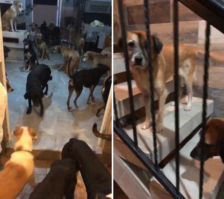  Man Brings 300 Stray Animals To His Home, Protects Them From Hurricane Delta