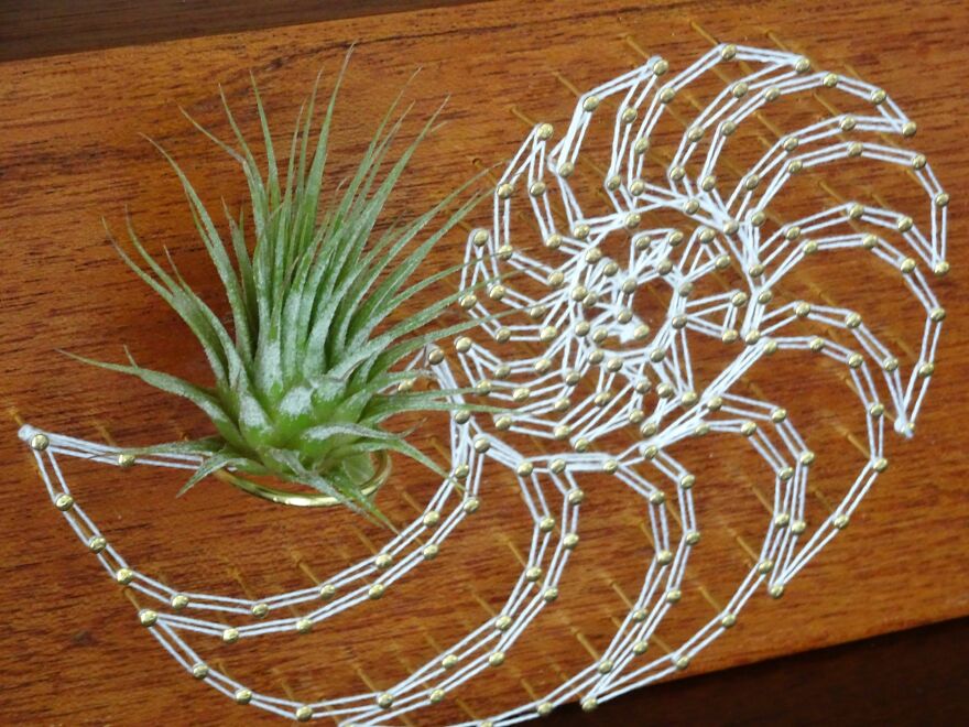 Freaking Adorable Air Plant Holders