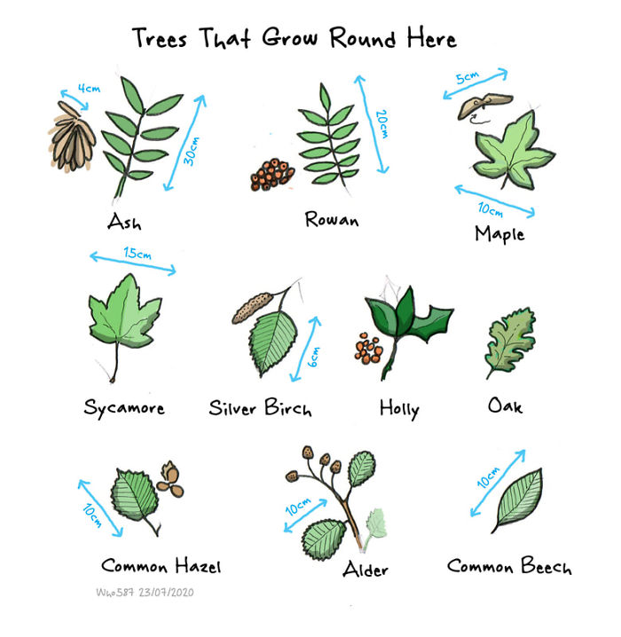 Numbers 1 To 40 Of My 100 Cartoons Drawn During Lockdown 2020