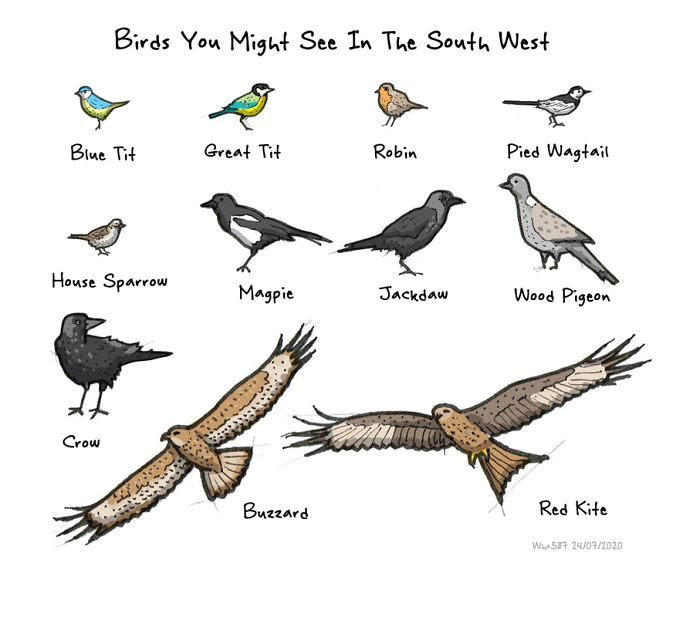 Numbers 1 To 40 Of My 100 Cartoons Drawn During Lockdown 2020