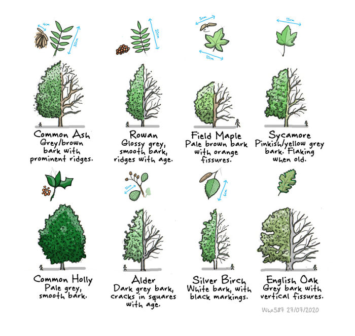 Numbers 1 To 40 Of My 100 Cartoons Drawn During Lockdown 2020