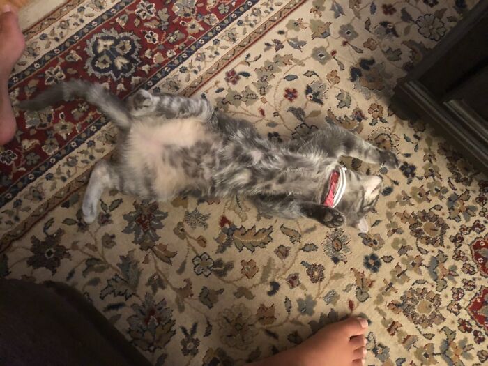 My Cat Will Always Come Up To Me And Lie Belly Up. Then She Likes It When I Put My Foot On Her Stomach And Rub It.