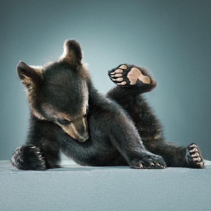 Bears Like You've Never Seen Under A Photographer's Lens (55 Pics)