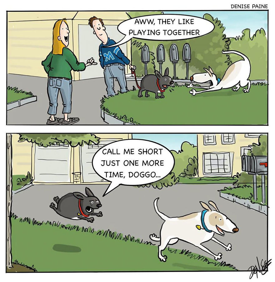 Doggo And Jack The Frenchie Love Hanging Together.... Or So We Thought