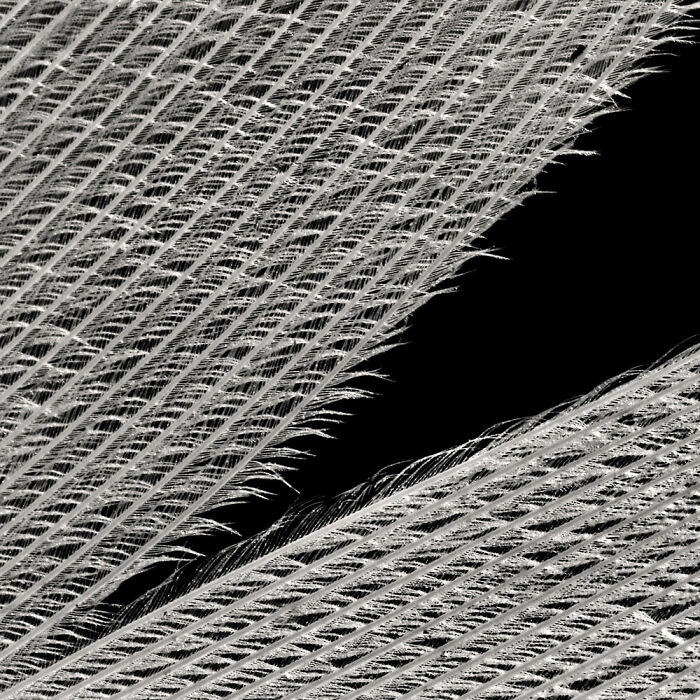 Highly Commended: 'Cygnus' By Rachel Piper