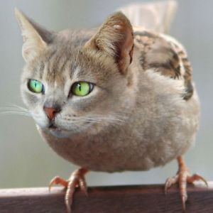 Mildly Disturbed Cat Birb