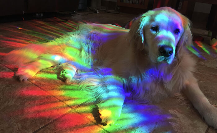 Mana Nui Likes To Bask In The Afternoon Rainbows.