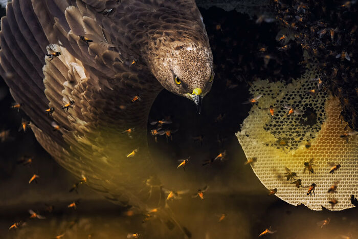 Highly Commended: 'Buzz Kill' By Shuvam Nath