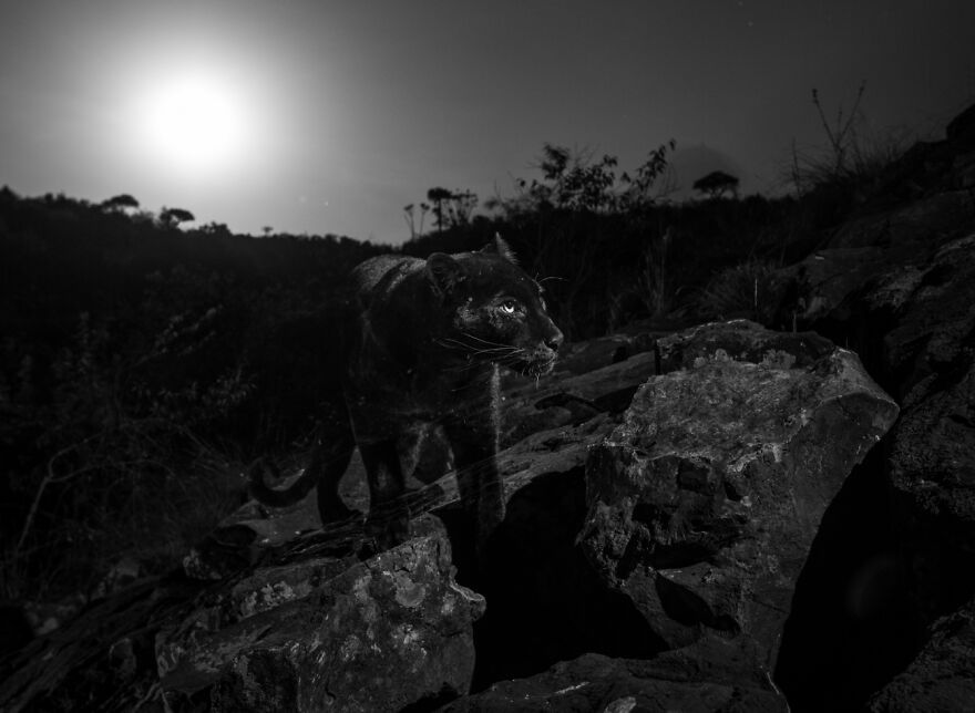 Creature Of The Night (2rd Place In Animals In Their Environment Category)