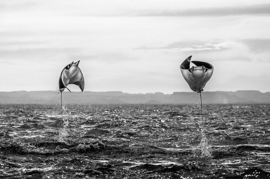 When Rays Fly (Honorable Mention In Animals In Their Environment Category)