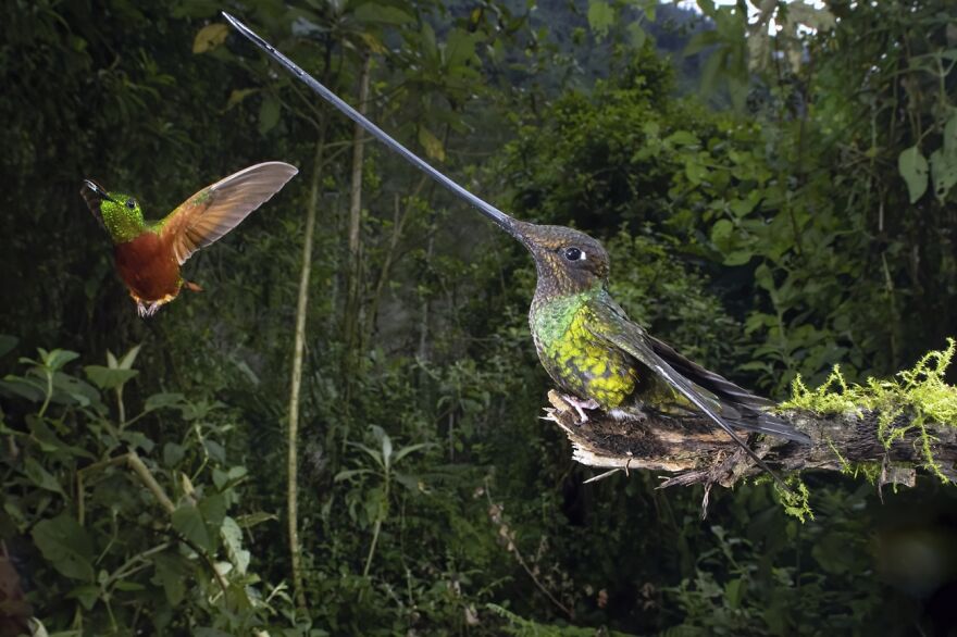 I'm A Bragger! (Honorable Mention In Animals In Their Environment Category)