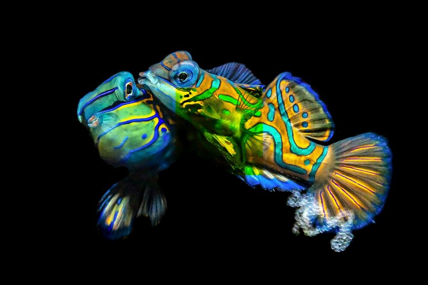 The Kiss (Honorable Mention In Animals In Their Environment Category)