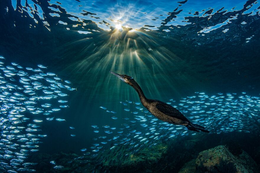 Strange Encounters (Honorable Mention In Animals In Their Environment Category)