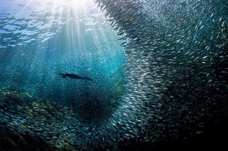 The Flying Hunter (Honorable Mention In Animals In Their Environment Category)