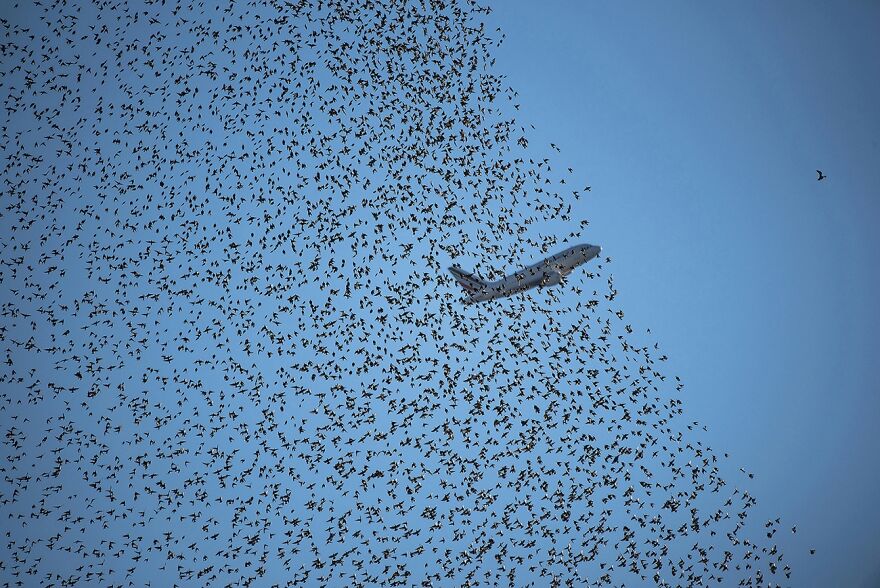 Follow Me (Remarkable Artwork In Animals In Their Environment Category)