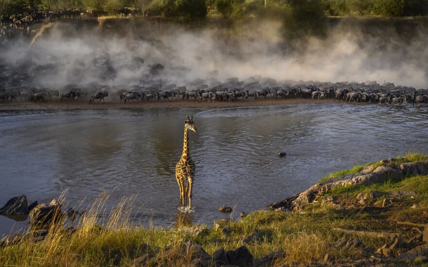 Mara Crossing With A Centerpiece (Remarkable Artwork In Animals In Their Environment Category)