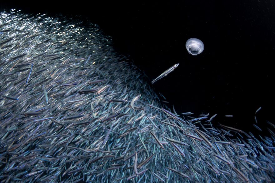 Think Different (Remarkable Artwork In Animals In Their Environment Category)